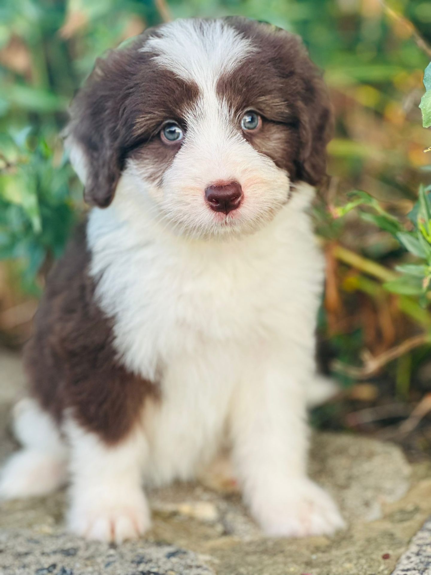 Riverstone Bordoodles puppy Banjo