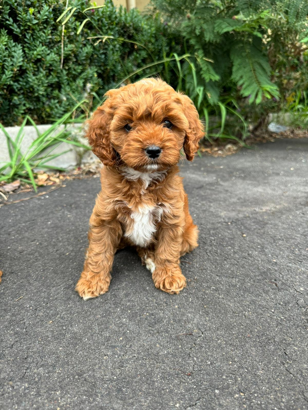 Banksia Cavoodles puppy Maple